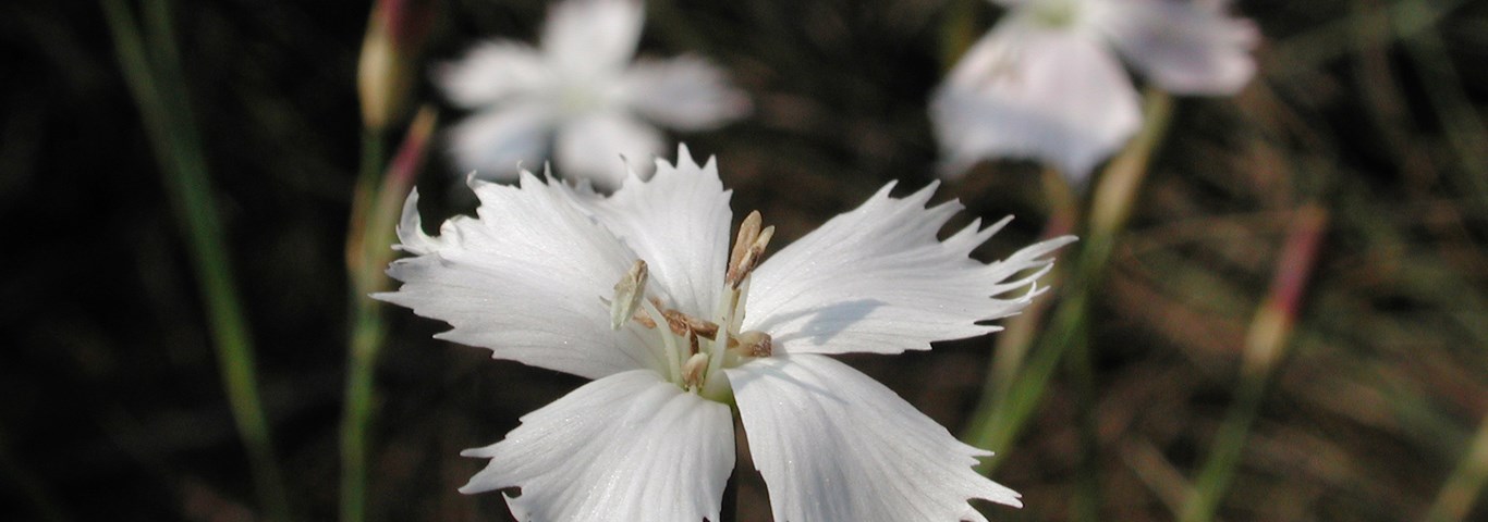 Dianthus mooiensis